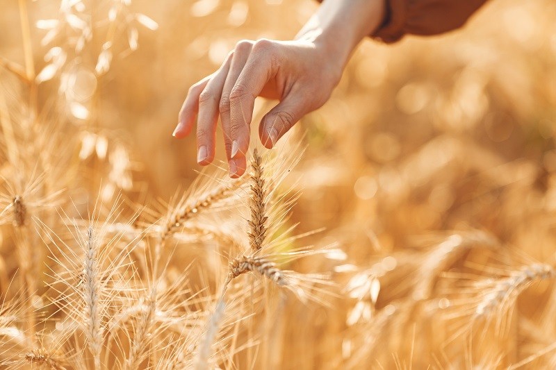 Laboratory analysis of wheat grain