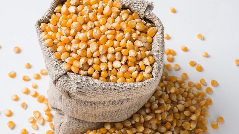 Особенности очистки зерна кукурузы
