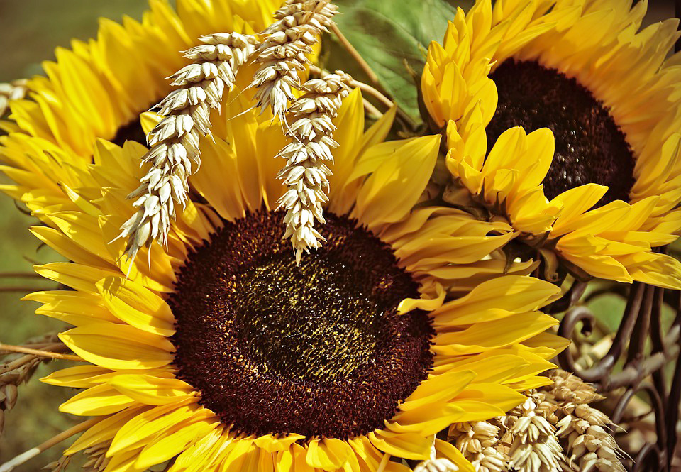 Determining the quality of sunflower seeds