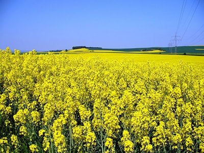 What is rapeseed and what is made from it